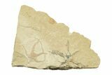 Jurassic Brittle Star Fossil - Solnhofen #242249-1